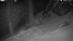 罕见棕色大熊猫再次现身秦岭